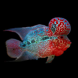Full Pearl Super Red Dragon Flowerhorn Grade A 12cm Male