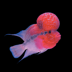 Full Pearl Super Red Flowerhorn Grade A 12cm Male
