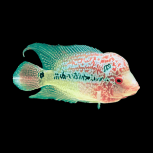 Full Pearl Super Red Kamfa Flowerhorn Grade A 12cm Male