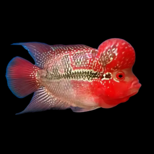 Full Pearl Super Red Magma Flowerhorn Grade A 12cm Male