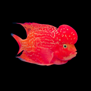 Full Pearl Super Red Monkey Flowerhorn Grade A 12cm Male