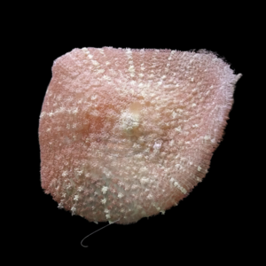 Furry Rock Mushroom Fungiidae Coral Rhodactis Sp