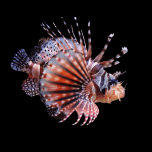 Fuzzy Dwarf Lion Fish Dendrochirus Brachypterus