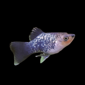 Galaxy Platy Xiphophorus Maculatus 3cm