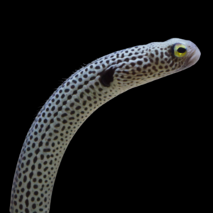 Garden Eel Heteroconger Hassi