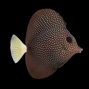 Gem Tang Zebrasoma Gemmatum