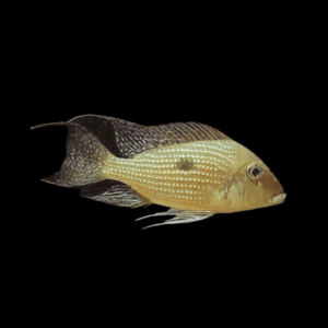 Geophagus Aporema 4cm