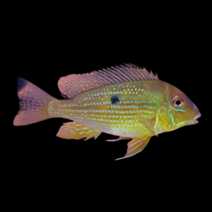 Geophagus Argyrostictus 4cm