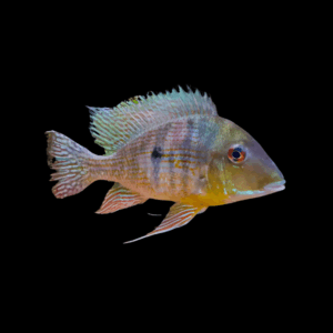 Geophagus Caqueta 4cm