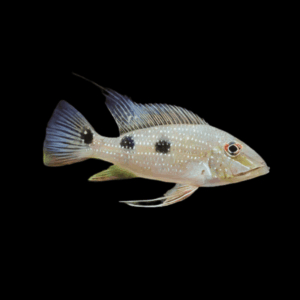 Geophagus Daemoni 4cm