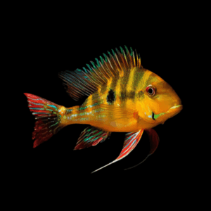 Geophagus Dicrozoster 4cm