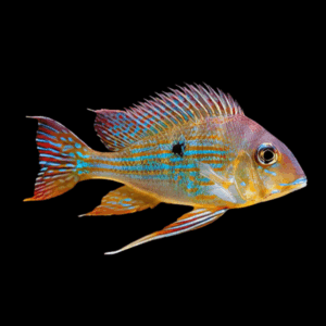 Geophagus Megasema 4cm