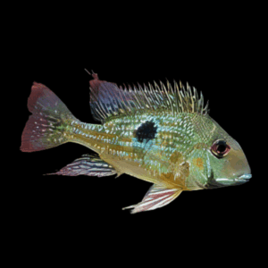Geophagus Rio Negro 4cm
