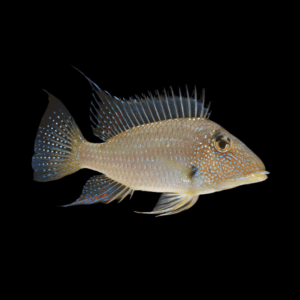 Geophagus Satanoperca Jurupari 4cm