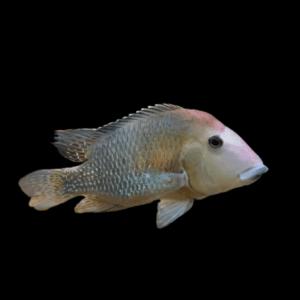 Geophagus Steindachneri 4cm