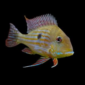 Geophagus Surinamensis 4cm