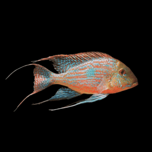 Geophagus Sveni 4cm