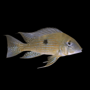 Geophagus Taeniopareius 4cm