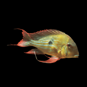 Geophagus Winemilleri 4cm