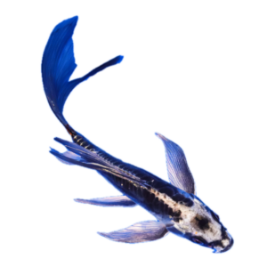 Ghost Silver Butterfly Classic Koi Carp Cyprinus Carpio