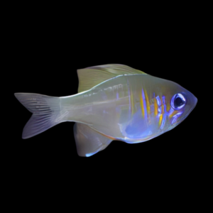 Ghost Cardinal Zoramia Leptacantha