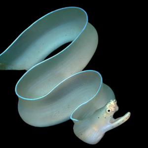 Ghost Eel Pseudechidna Brummeri