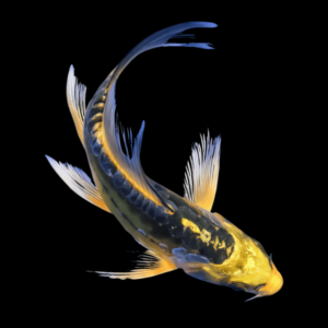 Ghost Gold Butterfly Classic Koi Carp Cyprinus Carpio