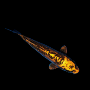 Ghost Gold Classic Koi Carp Cyprinus Carpio