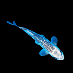 Ghost Silver Classic Koi Carp Cyprinus Carpio