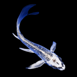 Ghost White Butterfly Classic Koi Carp Cyprinus Carpio