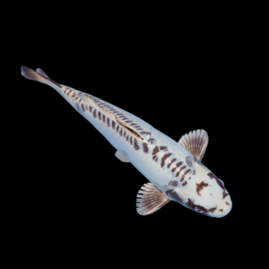 Ghost White Classic Koi Carp Cyprinus Carpio