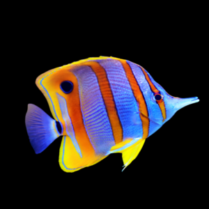 Giant Australian Copperband Butterfly Fish Chelmon Rostratus
