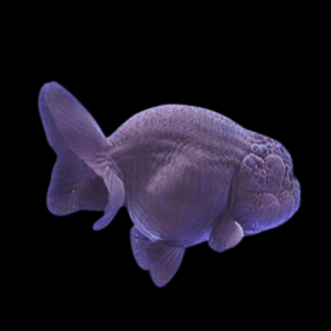 Giant Black Lionhead Ranchu Grade AA Goldfish Carassius Auratus