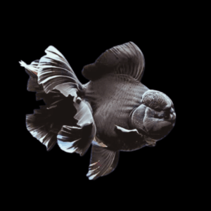 Giant Black Oranda Grade AA Goldfish Carassius Auratus