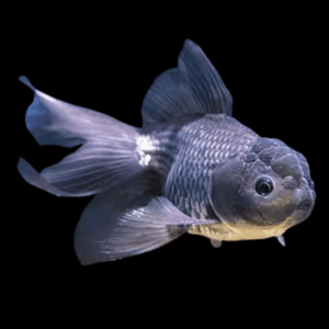 Giant Blue Oranda Grade AA Goldfish Carassius Auratus