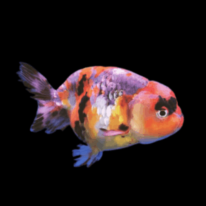 Giant Calico Lionhead Ranchu Grade AA Goldfish Carassius Auratus
