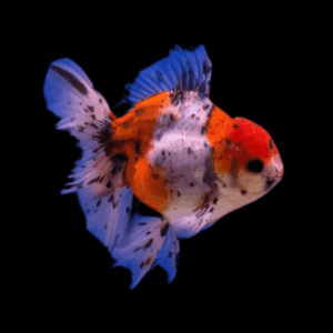 Giant Calico Oranda Grade AA Goldfish Carassius Auratus