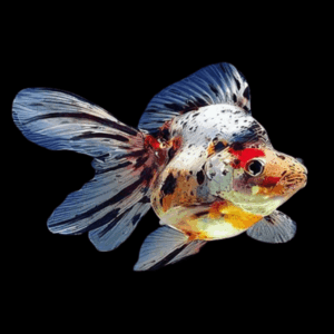 Giant Calico Ryukin Grade AA Goldfish Carassius Auratus