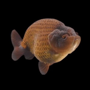 Giant Chocolate Lionhead Ranchu Grade AA Goldfish Carassius Auratus