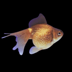 Giant Chocolate Pearlscale Grade AA Goldfish Carassius Auratus