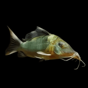 Giant Corydoras Multiradiatus 7cm Catfish