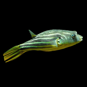 Fahaka Nile Puffer Fish Tetraodon Lineatus 3cm