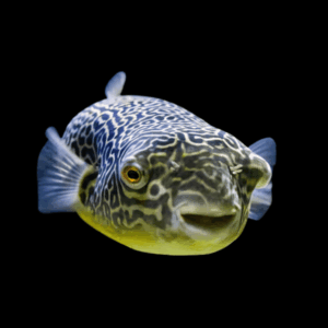 Giant Freshwater Puffer Fish Tetradon Mbu