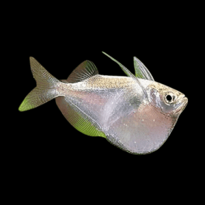 Giant Hatchet Fish Thoracocharax Securis 4cm