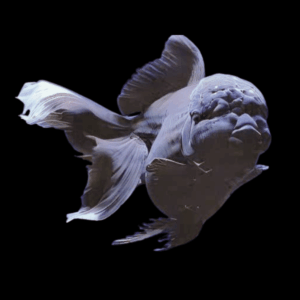 Giant Super Jelly Head Black Oranda Grade AA Goldfish Carassius Auratus