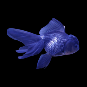 Giant Super Jelly Head Blue Oranda Grade AA Goldfish Carassius Auratus
