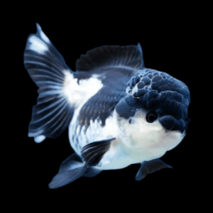 Giant Super Jelly Head Panda Oranda Grade AA Goldfish Carassius Auratus