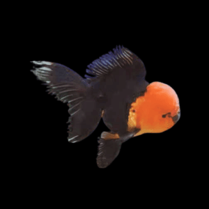 Giant Super Jelly Head Red & Black Oranda Grade AA Goldfish Carassius Auratus