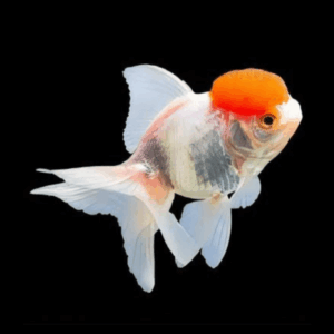 Giant Super Jelly Head Red Cap Oranda Grade AA Goldfish Carassius Auratus