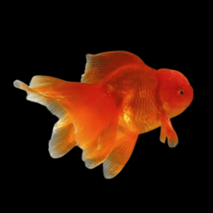 Giant Super Jelly Head Red Oranda Grade AA Goldfish Carassius Auratus